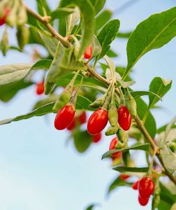 Goji-Beere SWEET BERRY