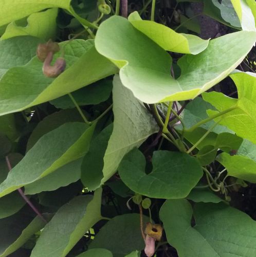 Aristolochia tomentosa