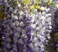 WISTERIA Macrobotrys GLICYNIA KWIECISTA