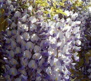 Wisteria floribunda MACROBOTRYS