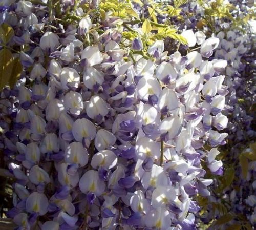 Wisteria floribunda MACROBOTRYS