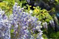 WISTERIA Macrobotrys GLICYNIA KWIECISTA