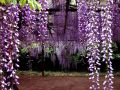WISTERIA Macrobotrys GLICYNIA KWIECISTA