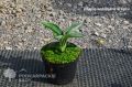 Funkia - Hosta BIG DADDY