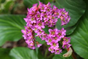 Bergenie CORDIFOLIA