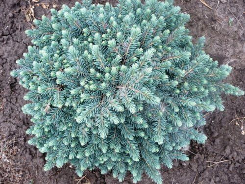 Blaufichte WALDBRUNN