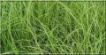 Turzyca PHOENIX GREEN