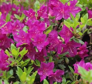 Japanische Azalee PURPURTRAUM