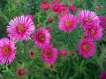 Aster NOWOBELGIJSKI MAGIC PINK