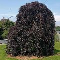 Buk Zwisający PURPUREA PENDULA