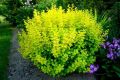 Berberys Thunberga AUREA