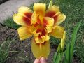 Liliowiec Ogrodowy DOUBLE HAPPINESS