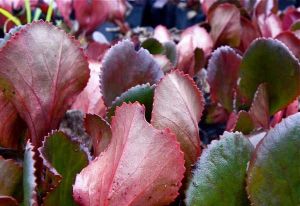 Herzblattbergenie WINTERGLUT