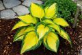 Funkia- Hosta ‘Orange Marmalade’