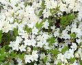 Azalia japońska PLEASANT WHITE