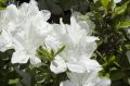 Azalia japońska PLEASANT WHITE