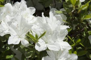 Japanischen Azalee  PLEASANT WHITE