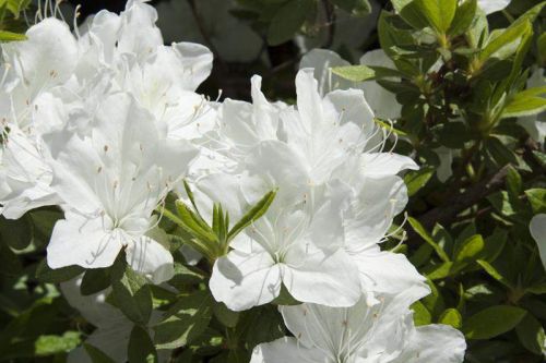Japanischen Azalee  PLEASANT WHITE