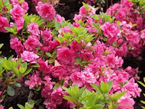Rhododendron ROSALIND