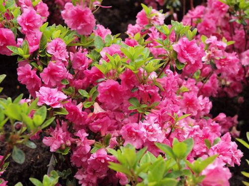 Rhododendron ROSALIND