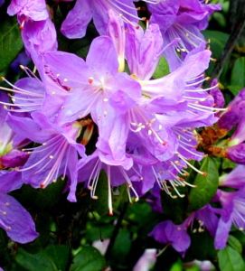 Rhododendron BUCHLOVICE