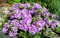 Rhododendron różanecznik BUCHLOVICE