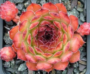 Sedum NOIR