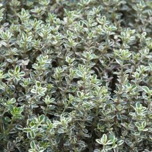 Thymus citriodorus SILVER QUEEN