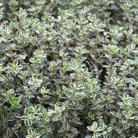 Thymus citriodorus SILVER QUEEN