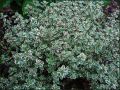 MACIERZANKA Cytrynowa SILVER QUEEN