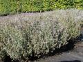 MACIERZANKA Cytrynowa SILVER QUEEN