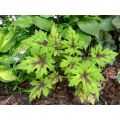 Tiarella SERCOLISTNA TIMBUKTU