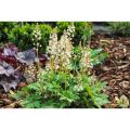 Tiarella SERCOLISTNA TIMBUKTU