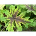 Tiarella SERCOLISTNA TIMBUKTU