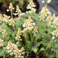 Tiarella SERCOLISTNA TIMBUKTU