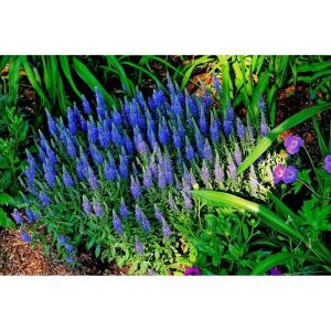 Veronica spicata NANA BLAUTEPPICH