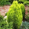 Thuja AUREA NANA