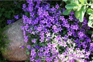 Garten-Schwertlilie VIOLET WITH EYE