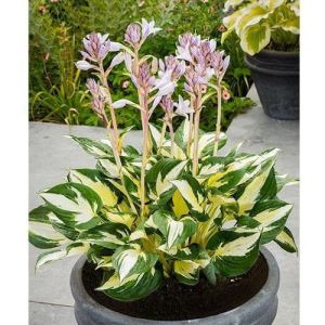 Hosta ETERNAL FLAME