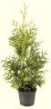 Thuja BRABANT