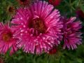 Aster NOWOBELGIJSKI MAGIC PINK