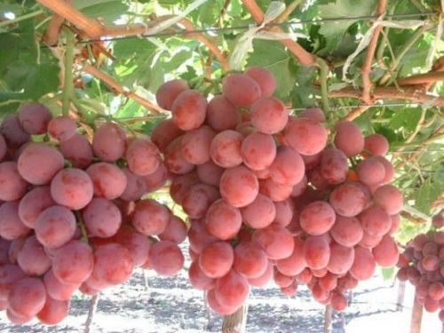 Rote Tafeltraube SWENSON RED 