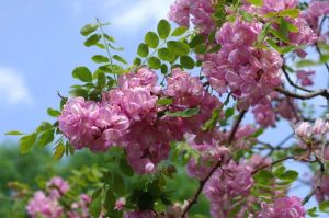 Borstenakazie Robinia hispida als Hochstamm