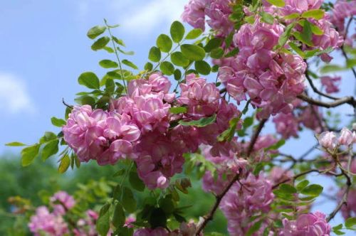 Borstenakazie Robinia hispida als Hochstamm
