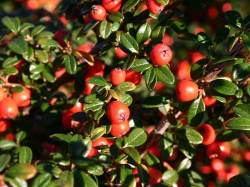 Schweden-Eberesche  SKOGHOLM