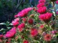 Aster NOWOBELGIJSKI MAGIC PINK