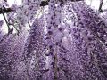 Wisteria szczepiona Formosa ISSAI