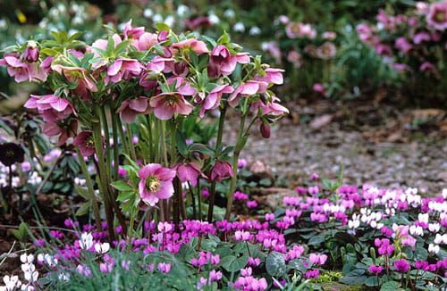Östlicher Christrosen NEW HYBRIDS