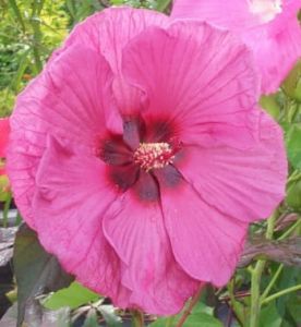 Stauden-Eibisch Plum Crazy