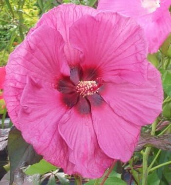 Stauden-Eibisch Plum Crazy